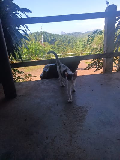 A medium shot captures a white and gray cat walking towards the camera on a concrete surface. The cat's tail is upright. Behind the cat, a wooden railing and two concrete pillars frame a view of a lush, green landscape with a prominent rock formation rising from the trees. The backdrop includes a clear blue sky. Foliage overhangs the left side of the frame. The location appears to be an elevated patio or porch in Ban Tak Daet, Thailand. The ground is stained.