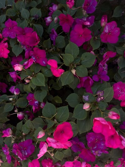 This is a close-up, overhead shot of a dense cluster of fuchsia and magenta impatiens flowers with dark green leaves. The flowers are in various stages of bloom, with some fully open and others in bud. The lighting is dim, suggesting it might be late afternoon or early morning, or a shaded area. There are no people or any specific man-made structures visible. The image appears to have been taken outdoors in a garden setting. The prompt mentions the city of Градина, Bulgaria, however, there are no specific visual cues in the image that would confirm this location.