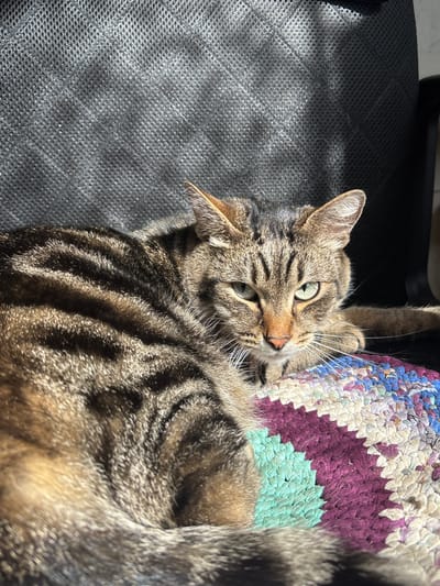 A brown tabby cat lies on its back on a black, mesh surface. The cat's head is turned toward the camera, and its green eyes are visible. The cat is partially resting on a colorful, circular, braided rug. The background is out of focus. There is no city of Dubrova in Russia, therefore location is not possible.
