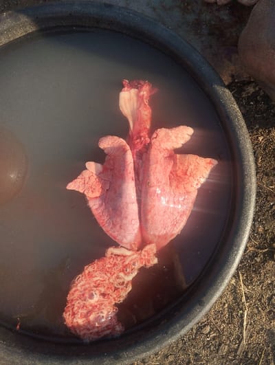 A set of lungs, with the trachea and bronchi attached, sits submerged in a container of water. The lungs are pinkish-red and somewhat translucent. Air bubbles cling to the surface of the bronchi. The water in the container is dark, likely due to blood or other fluids from the organs. A portion of a foot is visible in the upper right corner. The container rests on dirt or sand.