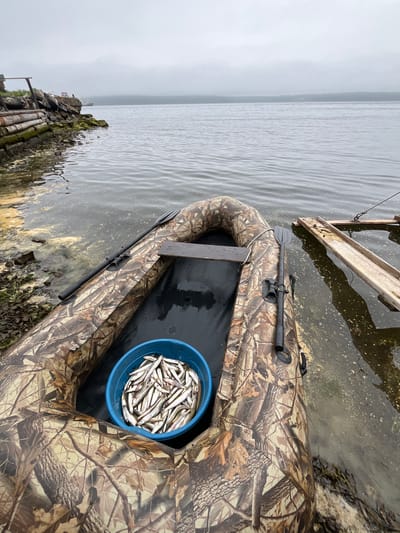 An overcast day shows an inflatable camouflage boat docked on a muddy bank with a bucket full of small fish. The boat has two oars stowed on its sides. To the right, a wooden ramp extends into the water, tethered to something unseen. In the background, the calm water of the harbor leads to a hazy horizon with a distant ship. The scene is likely in Sovetskaya Gavan', Russia, a port city known for its fishing industry.