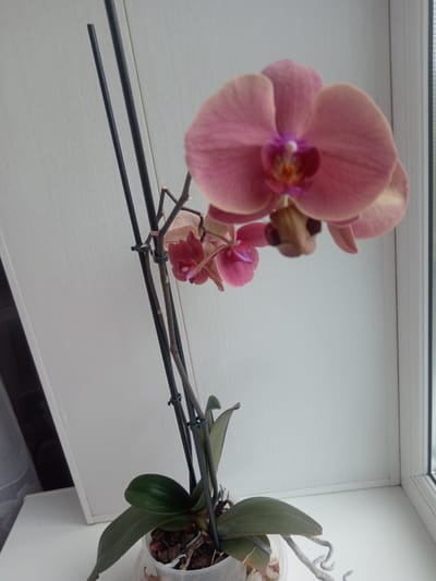 The image shows a pink orchid plant with multiple blooms and green leaves in a clear plastic pot. The plant is supported by two dark vertical stakes. The orchid is positioned on a white surface, possibly a windowsill, with a white wall behind it. To the right of the orchid, a window frame is visible, suggesting an indoor setting. The image does not provide any information about the location of Кадзінскі сельскі Савет, Belarus.