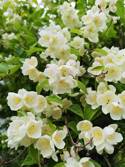 This close-up, vertical shot features a cluster of white jasmine flowers in full bloom, set against a backdrop of lush green leaves. The flowers are delicate and star-shaped, with prominent yellow stamen at their centers. Some of the petals appear to be slightly wet, suggesting recent rain or dew. The branches of the plant are visible, with a few thin, dark stems weaving through the foliage. The lighting suggests it is daytime, and the overall impression is one of natural beauty and freshness. The background is softly blurred, emphasizing the detail and vibrancy of the flowers in the foreground. There is no visible text in the image. The setting is likely a garden or natural landscape in Dachnoe, Russia, given the context provided.