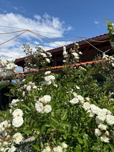 The image shows a profusion of white roses against a backdrop of blue sky and a building. The roses are clustered, with varying degrees of bloom, intermingled with green foliage. The building has a red-tiled roof and visible wooden structure. A thin, brown wire structure is partially visible in the lower left, extending upward towards the building. The location is Mursalevo, Bulgaria.