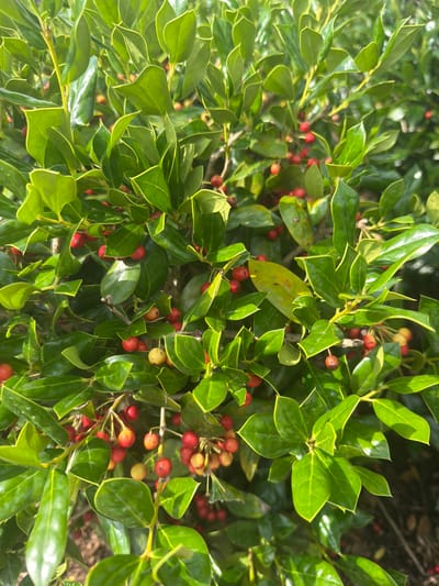The image displays a close-up view of a holly bush with vibrant green leaves and numerous red and yellow berries. The bush is dense, with branches and foliage filling the frame. Sunlight illuminates the leaves from above, creating bright highlights and casting subtle shadows. The background is blurred and consists of dark shapes, likely indicating other vegetation or shaded areas. No people or man-made structures are visible. The image does not provide any specific information that would allow for pinpointing its location within the city of Chattanooga, United States of America.