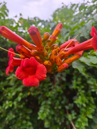 The image shows a close-up of a cluster of trumpet-shaped red and orange flowers, likely trumpet vines, against a blurred background of green foliage. One prominent flower in the foreground is fully open, revealing its textured petals and stamen. Several unopened buds and partially opened flowers are visible, along with a thin yellow stamen extending from one of the blooms. The lighting suggests an overcast day. The scene depicts a natural, outdoor environment, possibly a garden or park, with no people or human-made objects immediately apparent. The location in Nevinnomyssk, Russia, is not visually ascertainable from the image itself.