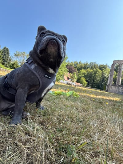 A French Bulldog wearing a gray harness sits on dry grass in front of a ruined stone archway and a small building. The sky is clear and blue. The dog is facing the camera and looking up. The scene appears to be in a park or field, with trees in the background. The specific location is the Walkenried Abbey ruins in Walkenried, Germany.