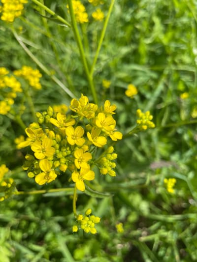 This is a close-up, eye-level, vertical, outdoor, natural light photograph of a cluster of small yellow flowers with green buds and stems, set against a blurred green background of foliage. The flowers are in focus in the foreground, with some appearing fully bloomed and others in bud. The background foliage suggests a natural environment. The image does not depict any people, structures, or identifiable landmarks within the city of Терволово, Russia.