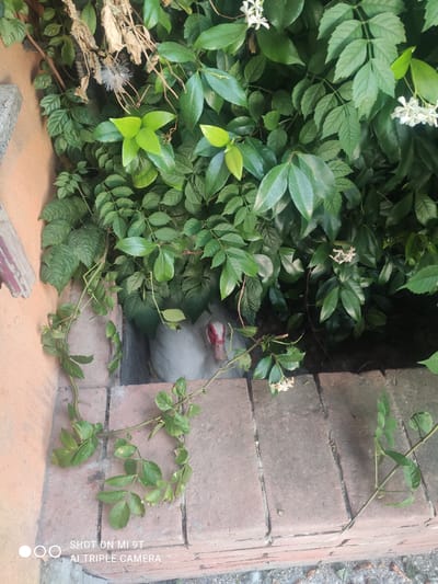 In Bagnoli di Sopra, Italy, a white duck with a red beak is partially hidden amongst lush green foliage and a brick wall. The duck is nestled within a gap between the bricks, with its head and upper body visible. The surrounding environment is characterized by dense green leaves and vines, with some white flowers interspersed throughout. The brick wall, constructed of reddish-brown bricks, forms the foreground and right side of the image. A portion of a textured, orange-pink wall is visible on the left. The lighting suggests an outdoor setting, likely during daytime. The image includes a watermark at the bottom left indicating it was taken with a "MI 9T AI TRIPLE CAMERA."