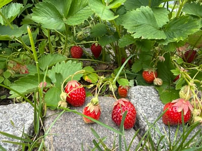 The image depicts a close-up view of a strawberry patch growing amongst rocks and grass. Several ripe strawberries, varying in size and color from bright red to a lighter shade, are visible. They are attached to green stems and leaves, with some unripe green strawberries also present. The background consists of lush green strawberry leaves and stems. The ground is a mix of grey, speckled rocks and green grass. The scene appears to be an outdoor garden setting. There are no people or animals present in the image. The lighting suggests it is daytime, with soft, natural light illuminating the scene.