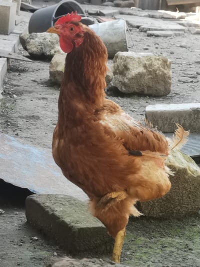 A brown hen stands on a rough, textured surface in what appears to be a rural or backyard setting. The hen is positioned in profile, facing left, with its right leg raised and bent. Its feathers are a mix of brown and lighter shades, with some appearing ruffled. The hen has a red comb and wattle.

The background is cluttered with various objects, including several large, rough-hewn stones, some appearing to be concrete blocks. There are also remnants of what looks like discarded construction materials or debris, including a dark, cylindrical object and pieces of what might be corrugated metal. The ground is uneven and covered with dirt and small stones. The overall environment suggests an outdoor area that is not meticulously maintained.

There are no people visible in the image. The lighting suggests it is daytime, with sunlight casting some shadows. The scene could be a yard or an area adjacent to a building, common in rural areas or the outskirts of a city. Without further context, it is not possible to definitively place this scene in Kubina, Russia, although such an environment is plausible there.