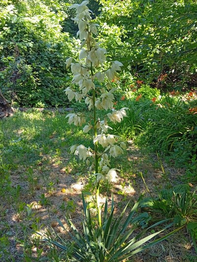 The image shows a tall, flowering plant with white, bell-shaped blossoms, likely a Yucca plant, growing in a garden. The plant is situated in the foreground, with its spiky, green leaves fanned out at the base. Behind it, a dense background of lush green foliage and trees creates a natural, somewhat wild setting. Scattered amongst the green foliage, particularly in the middle ground, are clusters of bright orange flowers, possibly daylilies. The ground is covered in a mixture of grass and dry mulch, with dappled sunlight filtering through the leaves. The overall impression is that of a sunlit, naturalized garden space. The specific location is identified as Rybnitsa, Moldova.