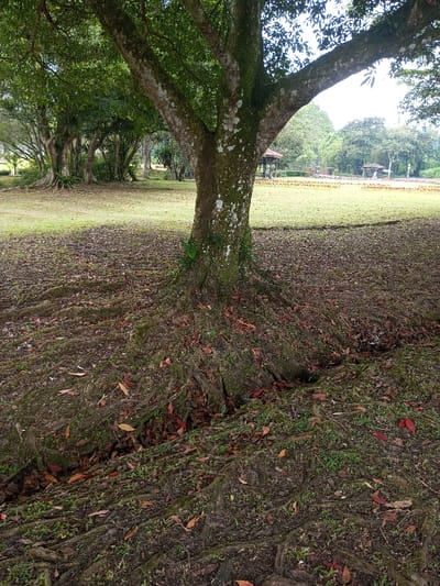 A large tree dominates the foreground with exposed roots covered in leaves and moss. A shallow ditch runs along the base. Beyond the tree, a grassy field stretches towards a line of trees and two small gazebo-like structures in the distance. The sky is partly cloudy. The overall scene evokes a natural, park-like setting.