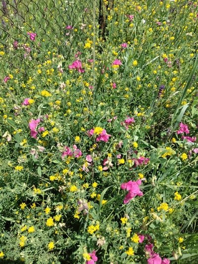 The image shows a dense field of wildflowers, predominantly yellow and pink, with some purple flowers also visible. The flowers are growing amongst lush green foliage and tall blades of grass. A chain-link fence runs along the top and left side of the frame, suggesting the field is located near a boundary or enclosure. The sunlight suggests it is daytime, and the abundance of blooming flowers indicates a warm season, likely spring or summer. The setting appears to be a natural, outdoor environment. There is no visible text in the image. The overall impression is one of natural beauty and abundance.