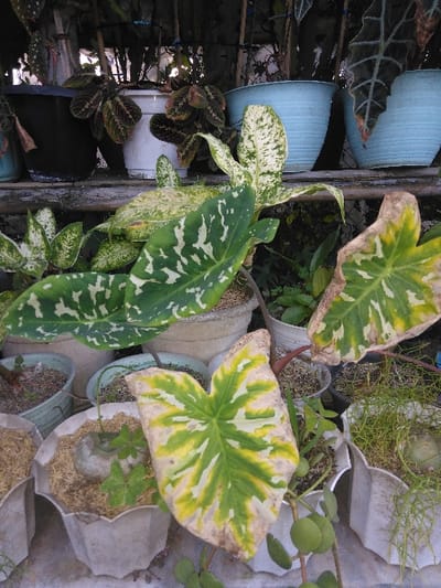 The image displays a dense arrangement of potted plants situated in an outdoor or semi-sheltered garden area in the city of Kladno, Czechia. In the foreground, a large, heart-shaped leaf with pronounced green and yellow variegation dominates, showing visible browning and desiccation along its edges. To its right, smaller, roundish green leaves trail from a pot. The immediate ground level features several white or light grey ribbed plastic pots, some containing straw-like mulch, and one displaying a plant with a prominent, bulbous caudex.
In the midground, various potted plants are visible, including specimens with distinct white and green variegated foliage, possibly *Dieffenbachia* or *Aglaonema*. Other plants feature darker, textured leaves. These midground plants are positioned on and around a simple, rustic shelving structure, likely constructed from wood or metal. The background reveals additional potted plants in containers of varying colors, including light blue and black, against a dark, indistinct backdrop that suggests either deep shade or an enclosed space. No individuals, actions, or specific interactions are visible within the scene.