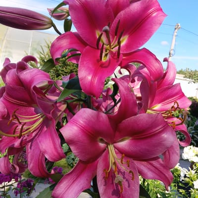 This image, taken on a sunny day, features a cluster of vibrant fuchsia lilies in full bloom, with one lily bud still closed. The flowers are the primary subject, with their large, ruffled petals dominating the frame. Their stamens are a bright yellow, tipped with dark brown anthers. The lilies are positioned outdoors, with a bright blue sky and wispy white clouds visible in the background. In the distance, a utility pole with power lines can be seen, along with glimpses of green foliage and a white building, suggesting a residential or garden setting. The foreground shows more of the lilies and some smaller purple flowers. The scene appears to be located in Kalitino, Russia, as indicated by the context provided.