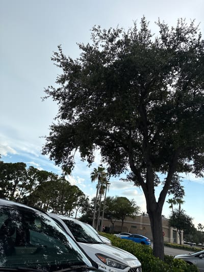 The image shows a parking lot in South Venice, Florida. In the foreground, the reflections of trees and the sky are visible on the windshields of parked cars. A large oak tree with dark green leaves dominates the center of the frame, its thick branches extending upwards. Behind the tree, several other trees and palm trees can be seen. In the background, there is a light-colored building with a beige facade and a striped awning. A blue car is parked on the right side of the image. The sky is partially cloudy with patches of blue. The scene appears to be a typical daytime view of a commercial area.