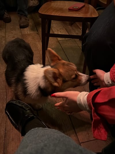 An indoor scene in Ixelles - Elsene, Belgium, captures a tricolor Pembroke Welsh Corgi dog, primarily black and white with tan markings, engaging with human hands. The dog stands on a wooden plank floor, its snout positioned near two outstretched human hands from the right side of the frame. One visible hand, adorned with red nail polish, belongs to an individual wearing a red jacket over a light-colored sleeve, extending towards the dog. In the lower-left foreground, a human lower leg is visible, dressed in blue jeans and a black loafer-style shoe. Other out-of-focus human feet in brown shoes and jeans are present in the background. A light brown wooden stool with darker legs is situated behind the dog and to the right, bearing a red smartphone resting face down, displaying a gold-colored element. The environment is dimly lit, consistent with an establishment like a pub or cafe.