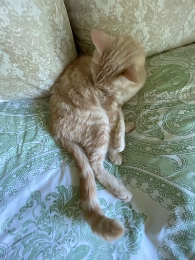 An orange tabby cat is curled up asleep on a bed. The bedspread has a green paisley pattern. The cat is on its side with its tail wrapped around its body. Its face is hidden as it sleeps. The cat's fur is short and its paws are tucked in. The background shows pillows with a cream-colored damask pattern.
