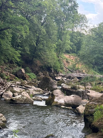 The image depicts the Echternach gorge near Irrel, Germany. A wide, dark river flows through the foreground, with white water visible in the rapids. The river is surrounded by large, moss-covered boulders and rocks of various sizes. In the middle ground, a jumble of fallen logs and branches create a natural dam across a narrower section of the river, where the water appears to be flowing faster. Beyond the river and rocks, a steep, eroded embankment rises, covered in dense green foliage and trees. The upper background consists of a dense forest canopy with a sliver of pale blue sky visible through the leaves. The overall scene is one of a wild, natural riverine environment.