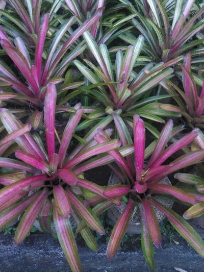 The image displays an overhead view of multiple potted variegated plants, likely a variety of Bromeliads, situated in an outdoor or semi-outdoor environment in Tessenderlo-Ham, Belgium. Each plant forms a central rosette of numerous long, strap-like leaves. The foliage exhibits prominent coloration, combining shades of magenta, pink, green, and white, often appearing in distinct stripes or gradients along the leaves. Some plants foregrounded exhibit more intense magenta and pink hues, while others in the background show a more even distribution of green and white variegation. The plants are individually contained within dark, circular pots, partially obscured by the dense foliage. A dark grey concrete or paved surface is visible at the very bottom edge of the frame. No individuals, actions, or specific interactions are discernible within the scene.
