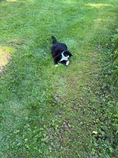 A black and white cat is playing with a toy in a grassy area. The cat is lying on its side and batting at a small, multi-colored ball with its paw. The grass is green and appears to be well-maintained, with some clover and other small plants mixed in. The background is blurred and out of focus, but appears to be more of the same grassy terrain, possibly a park or backyard. The lighting suggests it is daytime. The scene is located in Härryda, Sweden.