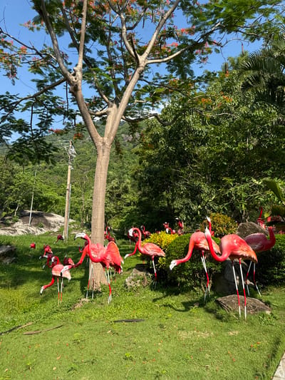 This image depicts a park or garden setting, likely in Thuận Nam, Vietnam, characterized by lush green grass, a large tree with red flowers in the foreground, and dense foliage in the background. The primary subjects are numerous bright pink flamingo statues, varying in size and pose, scattered across the grassy area. Some flamingos are positioned close to a large tree trunk, while others are dispersed further into the landscape. The environment appears to be outdoors, with a clear blue sky overhead and the suggestion of hills or mountains in the distance, covered in trees. A utility pole is visible to the left of the large tree. There are no people visible in the image.