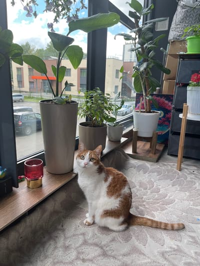 The image depicts an indoor scene with a large window providing a view of a suburban area, likely Prigorodny, Russia. Outside the window, a modern building with orange accents and several parked cars are visible. Inside, a tabby and white cat sits on a patterned rug in front of the window. Various potted plants, including a large ficus tree, are arranged on a windowsill and on shelves. A red glass candle holder with a gold base is also present on the windowsill. The scene is well-lit, suggesting it is daytime.