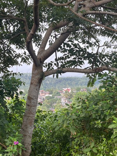 The image captures a view overlooking a residential area in Akmeemana, Sri Lanka, framed by the branches and foliage of a large tree in the foreground. The scene is dominated by lush green vegetation, with the trunk of a thick tree prominently positioned on the left side. Through the leaves and branches, a collection of houses with red-tiled roofs and white walls can be seen scattered across a hillside. The background features rolling green hills covered in dense trees, suggesting a tropical or subtropical environment. The sky is overcast, casting a diffused light over the landscape. A single purple flower is visible on a bush in the lower left corner of the frame. The overall impression is one of a quiet, semi-rural setting within the town.