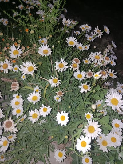 A dense cluster of white daisies with yellow centers fills the frame, interspersed with green foliage and stems. Some of the daisies are fully bloomed, while others are partially opened or appear dried and withered. The background is dark, suggesting the image was taken at night or in low light conditions. No people or specific urban landmarks are visible, making it impossible to determine a location within Rogun, Tajikistan. The scene is a close-up of a floral ground cover.