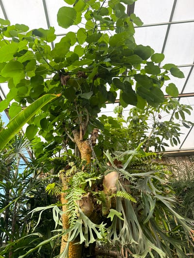 This image captures a close-up view of a large, lush plant collection housed within a greenhouse or botanical garden structure. The overhead view reveals a translucent white ceiling composed of geometric panels. The dominant subject is a substantial tree trunk, its rough, textured bark a prominent feature, with a metal chain draped around it. Attached to and growing from this trunk are various epiphytic plants, most notably a large staghorn fern with its distinctive, broad, bifurcated fronds cascading downwards. Other ferns and smaller leafy plants are interspersed around the trunk. Above and surrounding the trunk, large, broad green leaves of another plant fill the upper portion of the frame, their smooth surfaces illuminated by the light filtering through the ceiling. In the background, glimpses of other tropical foliage and structures suggest a humid, cultivated environment. There are no people or animals visible in the image. The scene is situated in the Drago Park in Icod de los Vinos, Spain, a location known for its botanical collections.