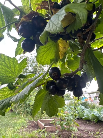 In a garden setting, likely in the city of Sosnovyi Bor, Russia, a close-up shot focuses on a cluster of ripe black currants hanging from a branch. The currants are dark purple, almost black, and are clustered together in small bunches. Some green leaves and a few dried, yellowed leaves are interspersed among the fruit. The background is blurred, but appears to be a garden with more greenery, including what looks like a raised garden bed and possibly some plants like cabbage. The lighting suggests it is daytime, with sunlight filtering through the leaves. The image is taken from a low angle, looking up at the currants. No people are visible in the frame.