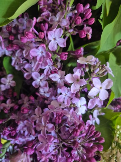 The image is a close-up, vertically oriented photograph of a bouquet of blooming lilac flowers and green leaves. The flowers exhibit a range of purple and pink hues, with some appearing lighter lavender and others a deeper magenta. Many of the flowers are in various stages of bloom, from tightly closed buds to fully opened blossoms with four delicate petals. The green leaves are lush and provide a backdrop to the vibrant flowers. The lighting is soft, highlighting the textures and colors of the petals and leaves. There are no people, animals, or any other objects visible in the frame. The scene appears to be an indoor or outdoor setting focused solely on the floral arrangement. No specific location in Akhalkalaki, Georgia, can be identified from the image.