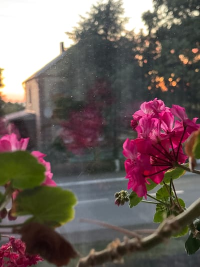 The image depicts a close-up of pink geranium flowers in the foreground, viewed through a window. Outside the window, a blurred background shows a building with a reddish-brown roof, trees, and a road. The sky is bright with the warm hues of either sunrise or sunset. Dust particles are visible on the windowpane. The scene is set in a residential area, possibly with a garden or natural vegetation surrounding the building. The overall impression is one of a peaceful, domestic setting during twilight. There are no people visible in the image.