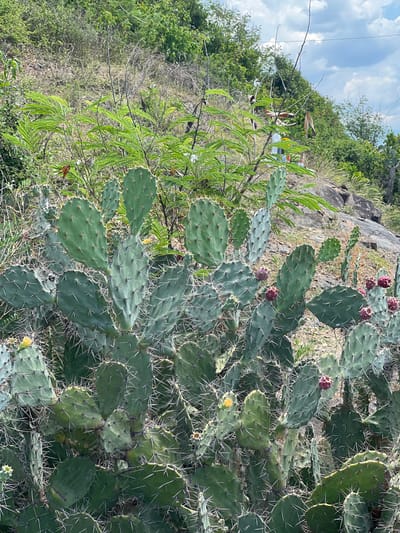 A close-up, eye-level shot captures a dense clump of prickly pear cactus plants in the foreground, their flat, green pads covered in sharp white spines. A few reddish-purple cactus fruits are visible, along with small yellow flowers. Behind the cacti, a gentle, grassy slope rises, dotted with rocks and sparse, dry vegetation. Further up the slope, green leafy bushes and trees create a textured backdrop against a pale blue sky with scattered white clouds. In the distance, a power line stretches across the upper right quadrant of the image. The scene appears to be located on the outskirts of Đông Ninh Hòa, Vietnam, possibly in a hilly or mountainous area. There are no people visible in the image.
