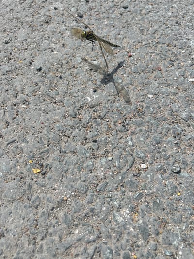 The image shows a close-up, high-angle view of a dragonfly resting on a grey, rough asphalt surface. The dragonfly is positioned in the lower left quadrant of the frame, its body angled diagonally. It has a dark, segmented abdomen with faint yellow stripes and transparent, veined wings that extend outwards. Its legs are visible, gripping the textured ground. The asphalt itself is composed of small pebbles and darker grey binder, with some lighter grey and white specks scattered throughout, giving it a coarse, uneven appearance. The lighting suggests it is daytime, with a shadow cast by the dragonfly to its upper right, indicating the sun is positioned to the lower left. No text is visible in the image. The setting appears to be an outdoor, possibly paved area.