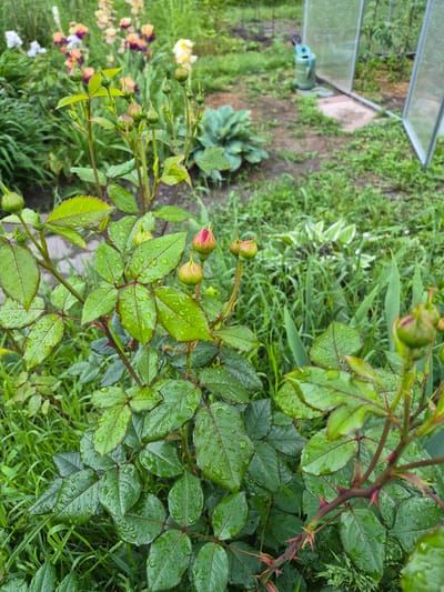 The image depicts a vibrant garden scene in Hlevakha, Ukraine, featuring a rose bush in the foreground. The rose bush, positioned centrally, displays numerous green buds and one partially opened bud revealing reddish-pink petals, all covered in small water droplets. Its leaves are a healthy green, with some exhibiting red venation, and the stems are visibly thorny. In the mid-ground, out-of-focus irises in shades of white, purple, orange, and yellow are blooming within a garden bed. To the right, a clear plastic or glass greenhouse structure is partially visible, with green plants growing inside. A light green watering can with a black spout rests on the ground near the base of the greenhouse. The ground around the greenhouse appears to be a mix of dirt and sparse green growth. Various other green foliage and grasses occupy the background, some with variegated leaves. No people are present, and no specific actions or interactions are depicted.