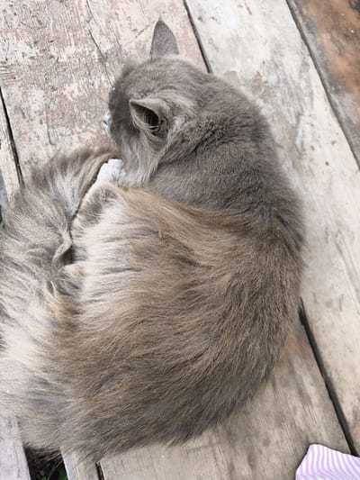 A fluffy gray cat is curled up asleep on weathered wooden planks. The cat's fur is a mix of gray and brown, and it is tightly wound, with its tail wrapped around its body. Its head is tucked in, and only the top of its ear is visible. The wooden planks are aged and have a rough texture, with visible grain and some discoloration. The lighting suggests it is daytime, and the scene appears to be outdoors. There are no people or other animals visible in the frame. There is no information available to specify the location in the city of Mayma, Russia.