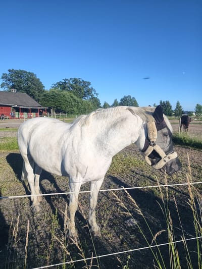A white horse wearing a fly mask stands in a fenced paddock under a clear blue sky. The horse is in profile, facing to the right, with its head lowered slightly. The fly mask covers its eyes and nose, and has beige trim around the edges. In the background, a red barn with a dark roof is visible, along with trees and a fence. Another dark-colored horse can be seen grazing in the distance. Tall grasses grow in the foreground, and the ground appears to be dry earth and patchy grass. The lighting suggests it is daytime, likely late afternoon or early evening, given the long shadows. The setting is an outdoor rural area, possibly a stable or farm, in Norrköping, Sweden. There are no visible text elements in the image.