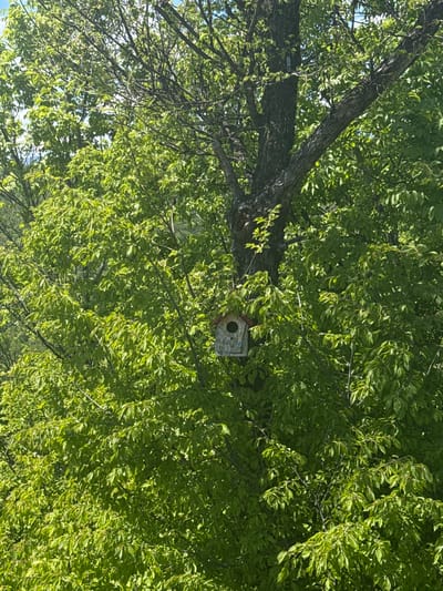 The image shows a birdhouse attached to a tree in a leafy, green environment. The birdhouse is light-colored with a red accent around the entrance hole. The tree has a thick trunk and branches reaching in multiple directions. The leaves are dense and cover most of the background. There is no visible indication of the city of Lipnitsa, Bulgaria, in the image. There are no people or actions visible.