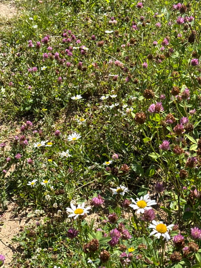 The image depicts a sun-dappled patch of wild meadow vegetation, likely a field or roadside in the vicinity of Sholokhovo, Russia. The ground is covered with a dense growth of green grass, interspersed with numerous small flowers. Predominantly, there are clusters of pinkish-purple clover blossoms and white daisies with yellow centers. Many of the clover flowers appear to be in various stages of bloom and drying. The scene is naturalistic, with no signs of human intervention or activity. The lighting suggests it is daytime, with shadows cast by the foliage onto the ground.