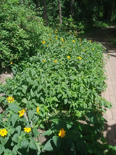 The image depicts a sun-drenched park in Vlasivka, Ukraine, characterized by a dense growth of lush green foliage and vibrant yellow flowers bordering a red brick walkway. The path, illuminated by dappled sunlight, winds through the verdant landscape, suggesting a tranquil natural setting. The trees in the background cast long shadows, creating a sense of depth and natural beauty. No people are present in the scene.