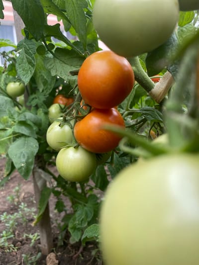 The image shows a close-up view of a tomato plant with several tomatoes in various stages of ripeness. Two ripe orange tomatoes are prominently featured, stacked on top of each other. Below them, there are several green, unripe tomatoes. The plant is supported by a wooden stake wrapped with beige tape. Lush green leaves surround the tomatoes. The background is slightly blurred, showing more greenery and hints of what appears to be a building or structure in the distance. The scene suggests an outdoor garden setting. The image is undated and does not contain any identifiable individuals or specific actions. The location of Межводненское сельское поселение, Ukraine, is not visually discernible from the image itself.