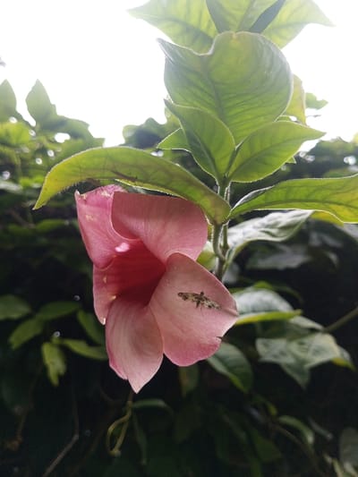 The image depicts a close-up outdoor scene in Kanand, India, centered on a single, downward-hanging, light pink, trumpet-shaped flower with a deeper reddish-pink interior. A small moth, approximately 1.5-2 cm long, with mottled light brown and dark brown wing patterns, rests on the outer surface of a lower petal of the flower. Above the flower, a green leaf is illuminated from behind, silhouetting a long-legged arthropod, possibly a cranefly or spider, positioned on its underside. The flower is attached to a plant stem surrounded by numerous green, ovate leaves with visible venation. The background consists of dense green foliage and bright, diffused light, suggesting an overcast sky or strong backlighting from an unseen source. The lower portion of the image behind the flower is darker. No human subjects are visible.