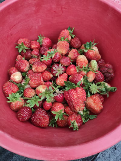 This is a close-up, top-down shot of a large, red plastic bucket overflowing with freshly picked strawberries. The strawberries vary in size and ripeness, with some being a deep red and others a lighter pinkish-red. A few green leaves and stems are visible, still attached to some of the berries, indicating they were recently harvested. The bucket itself shows some minor scuffs and marks, typical of use. The background is slightly out of focus, but appears to be a dark, textured surface, possibly the ground or a tarp, in the Сваткаўскі сельскі Савет region of Belarus. The lighting suggests it is daytime, and the image captures the bounty of a strawberry harvest. There is no visible text in the image.