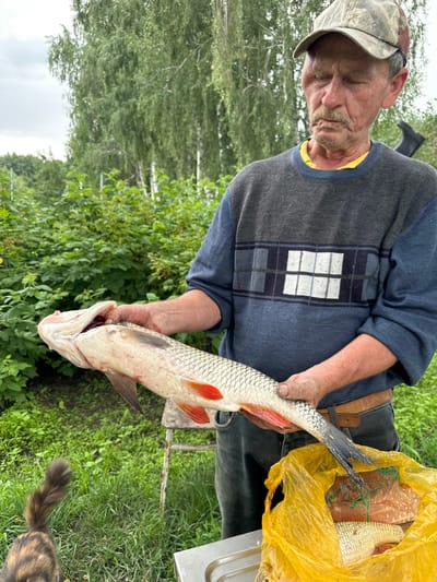 An elderly man wearing a camouflage baseball cap and a dark blue sweater with a plaid pattern holds a large, freshly caught fish. The fish is pale with red fins and appears to be gutted. He is standing outdoors in what appears to be a rural area, with lush green foliage and trees in the background. A yellow plastic bag filled with more fish sits on a metal surface in the foreground, partially obscuring a calico cat's tail. The man's gaze is directed downwards, towards the fish. The scene suggests a successful fishing trip. This image was taken in Verkhneye Kazachye, Russia.