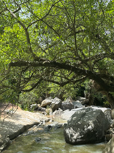 This is a photograph of a shallow, rocky stream flowing through a wooded area. The water is murky green and reflects the dappled sunlight filtering through the dense foliage of a large, overhanging tree. Large, grey and tan boulders are scattered along the stream bed and banks, some partially submerged in the water. The tree's branches are thick and gnarled, covered in small, bright green leaves, and some dried seed pods are visible hanging from the branches. The background is filled with more greenery and shadows, suggesting a dense forest or thick undergrowth. The overall impression is one of a natural, somewhat wild, and secluded spot. The location is identified as Fobur, Nigeria. There are no people or animals visible in the scene.