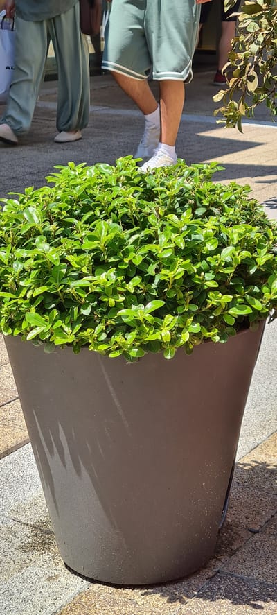 This image shows the lower bodies of several people standing outdoors, next to a large, dark planter filled with lush green foliage. The people are dressed casually, with one individual wearing light green athletic shorts with white stripes, white socks, and white sneakers. Another person is wearing loose-fitting light green pants. The setting appears to be a public outdoor space, possibly a park or plaza, with a textured stone ground surface. Sunlight casts strong shadows, suggesting it is daytime and sunny. The planter is a substantial, cylindrical object with a smooth, matte finish. The dense green leaves of the plant create a vibrant contrast with the dark planter and the neutral tones of the ground. There is no discernible text visible in the image.