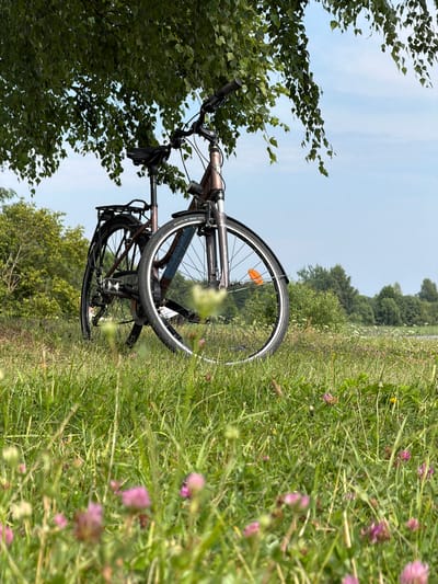 An outdoor, low-angle, medium shot captures a brown bicycle leaning against a tree in a grassy field. The bicycle is positioned centrally in the frame, with its front wheel turned slightly to the right. The front tire is a Schwalbe Road tire. A red reflector is visible on the spokes of the front wheel. The bicycle has a black seat and a rear rack. The scene is set under the dappled shade of a large tree with green leaves, the branches of which hang down into the upper portion of the frame. The background consists of a clear blue sky with a few wispy clouds, a dense line of green trees, and further in the distance, a body of water. The foreground is filled with green grass and scattered pink clover flowers, some of which are in sharp focus. The overall impression is of a peaceful, natural setting, likely in Saulkalne, Latvia, given the context. There are no people or animals visible in the image.