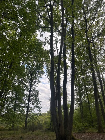 The image captures a view looking up through a dense canopy of deciduous trees, likely in a wooded area near Châtenay-Malabry, France. The trunks of the trees, predominantly brown and gray, stand vertically. The green leaves are abundant and partially obscure the view of the sky, which is visible in patches through the canopy, exhibiting a mix of light clouds. The environment appears to be naturally overgrown, with visible undergrowth and foliage adjacent to the trees. The ground is not directly visible, but the presence of leaf litter on the right side indicates a forest floor.